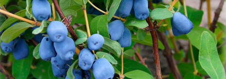 Haskap berries taste like a cross between blueberry and raspberry, and make&nbsp;delicious&nbsp;wine, according to LaHave Natural Farms in Nova Scotia.