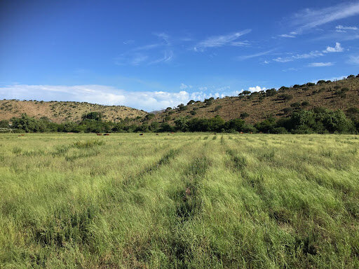 A field of rosemary in South Africa, under regenerative agriculture: various grasses are growing to keep the soil covered between the crops. The field is grazed - animals don't eat the rosemary. The fertilise the land in doing so. In the background a highly degraded hill (due to overgrazing). Photo by Thekla Teunis, Grounded