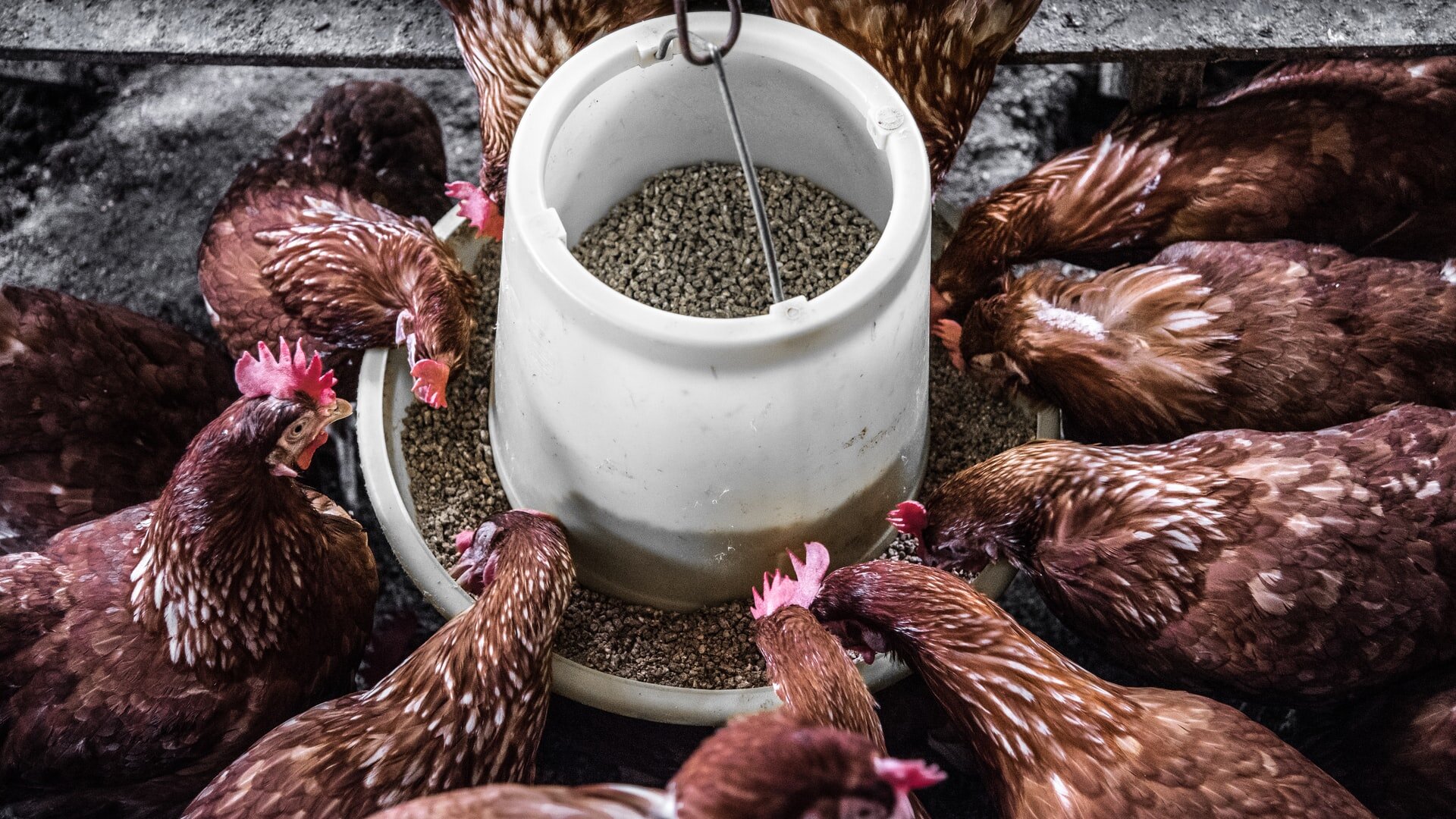 Roosters eating pellet feed out of a circular trough. Image credit: Arisa Chattasa