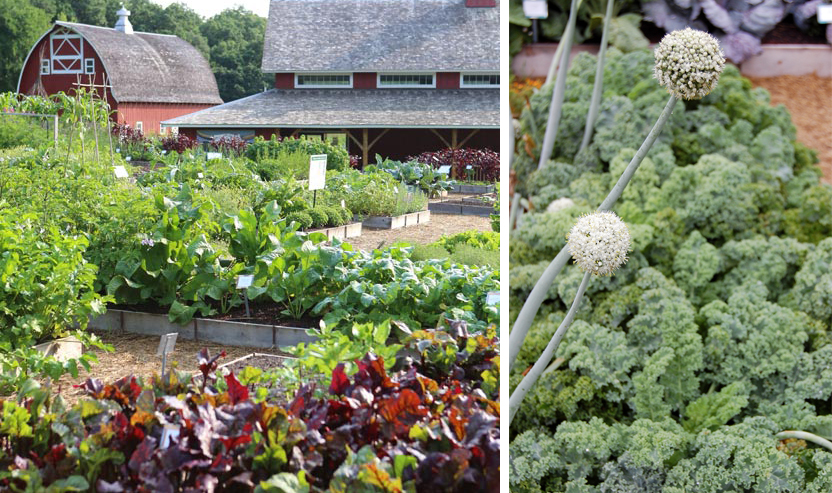 LEFT: The prolific gardens of the Seed Savers Exchange in Decorah, Iowa. RIGHT: Kale seeds grown in the garden to be later circulated.