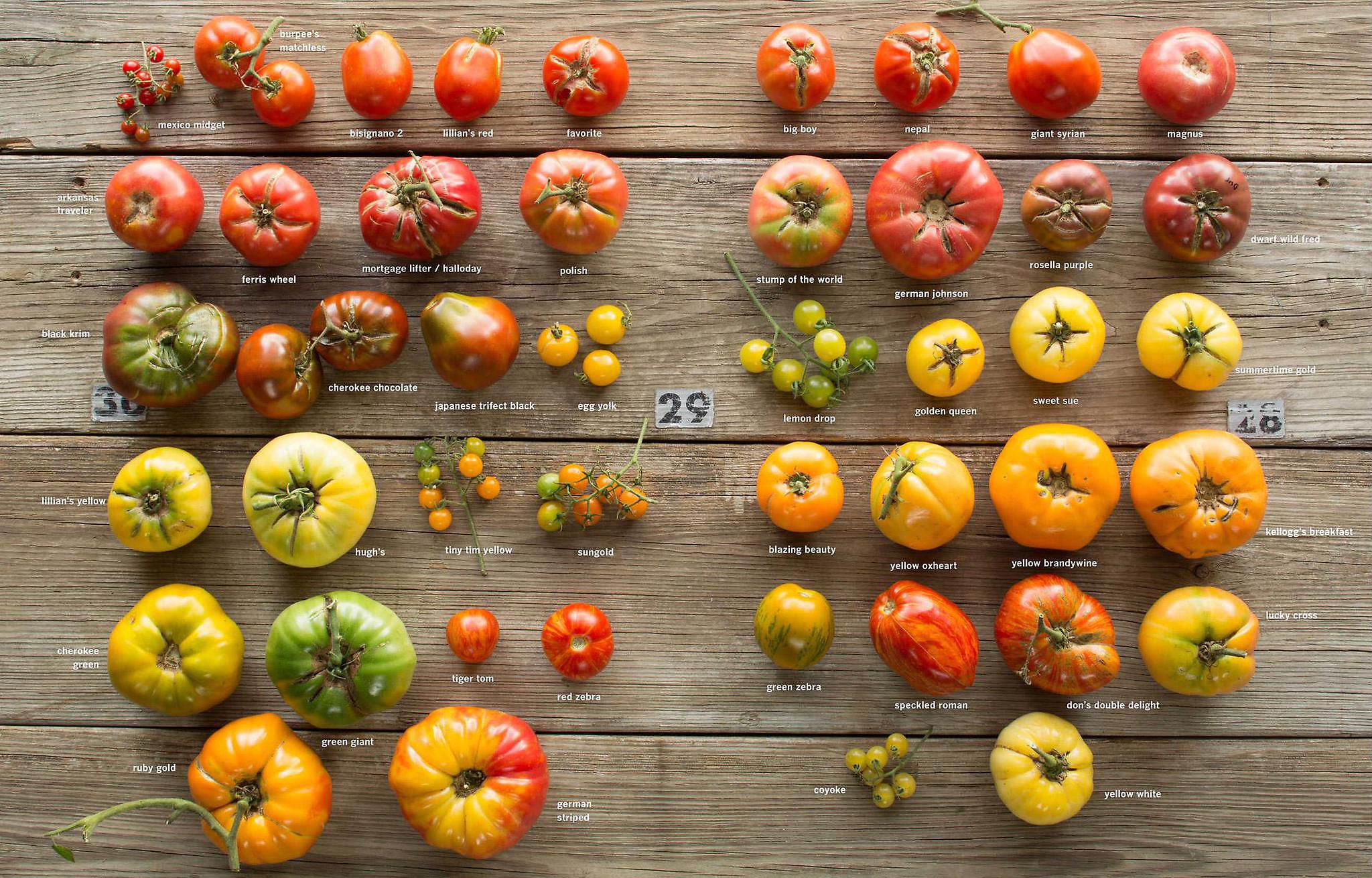 From Craig LeHoullier's book Epic Tomatoes: How to Select &amp; Grow the Best Varieties of All Time.