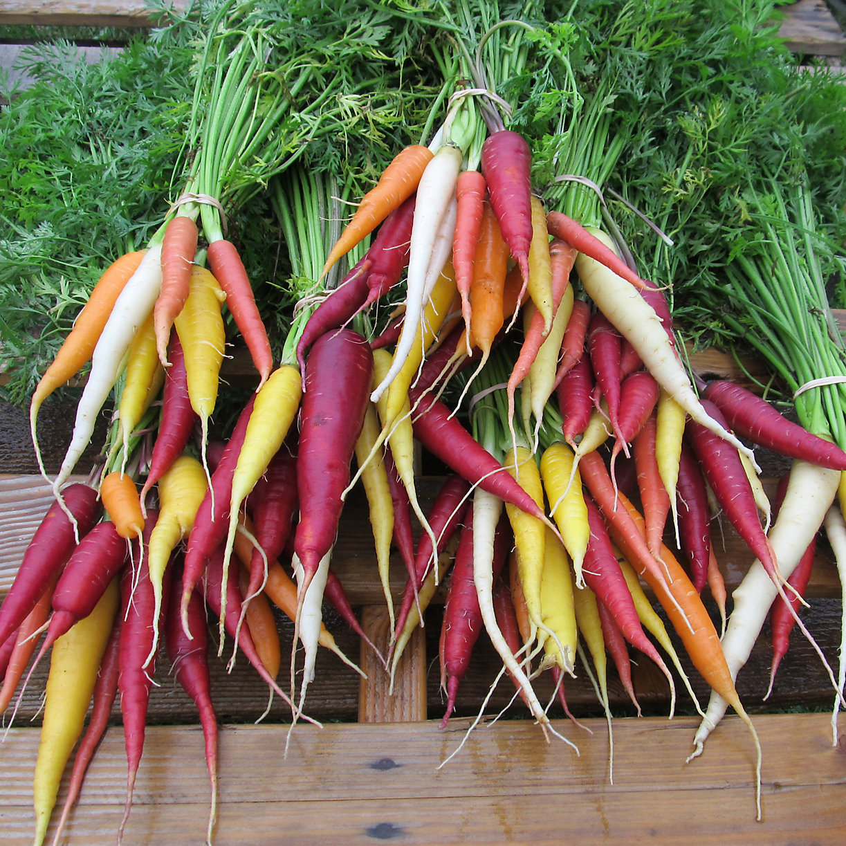 The Hudson Valley Seed Library's renowned Kaleidoscope Carrots.