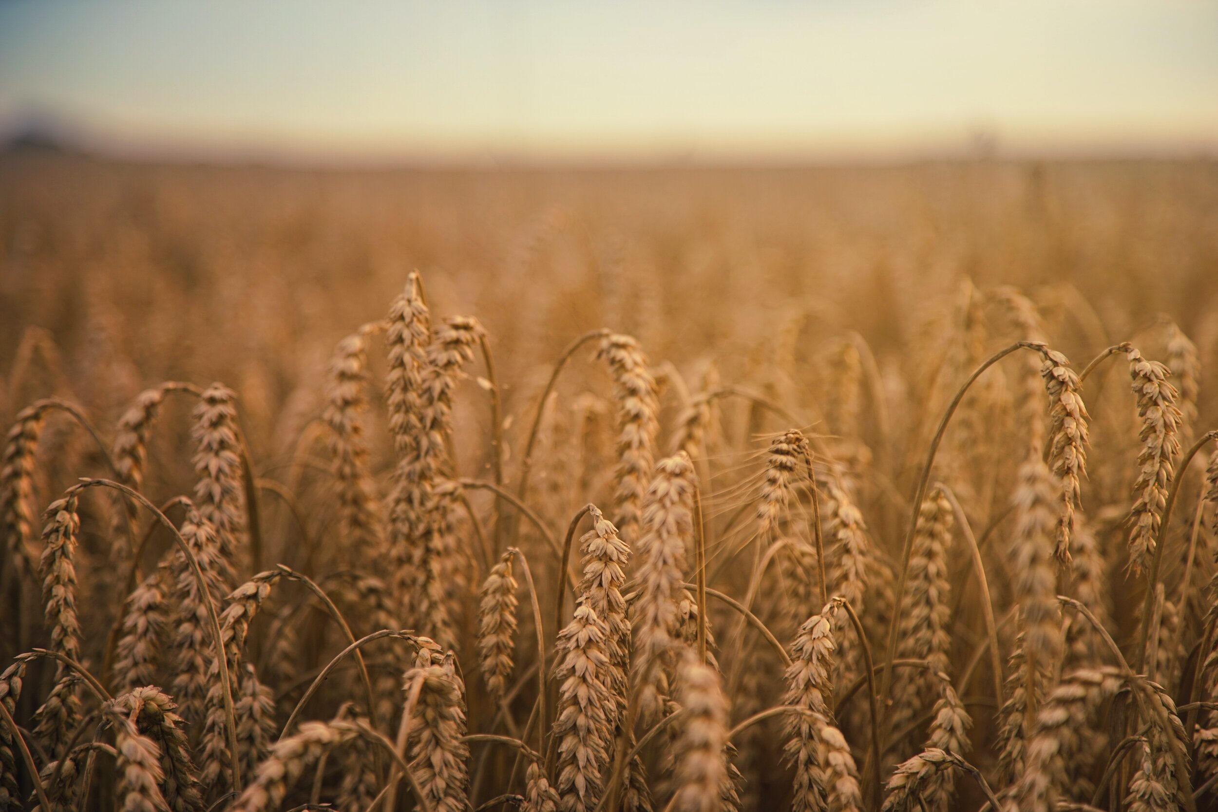 Image description: A field of golden wheat