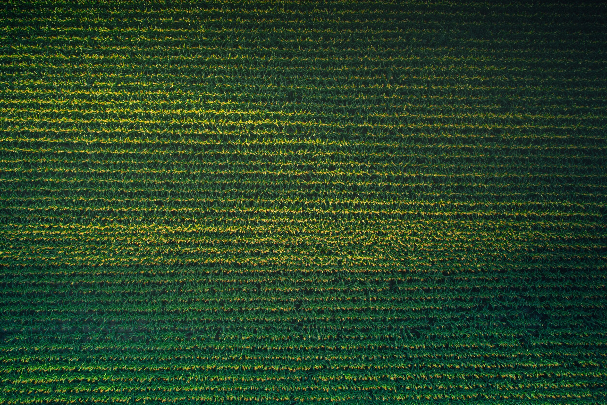 Image description: An aerial photo of green rows of corn with yellow tops