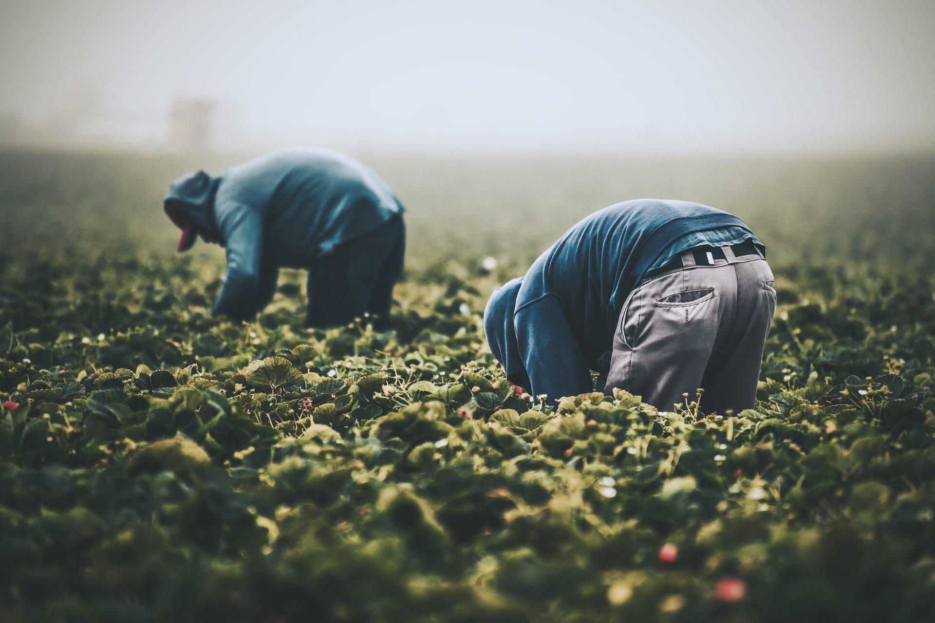 Image description: Two farmworkers wearing hats and sweatshirts bent over in a smoky field tending strawberries. Image credit: Tim Mossholder