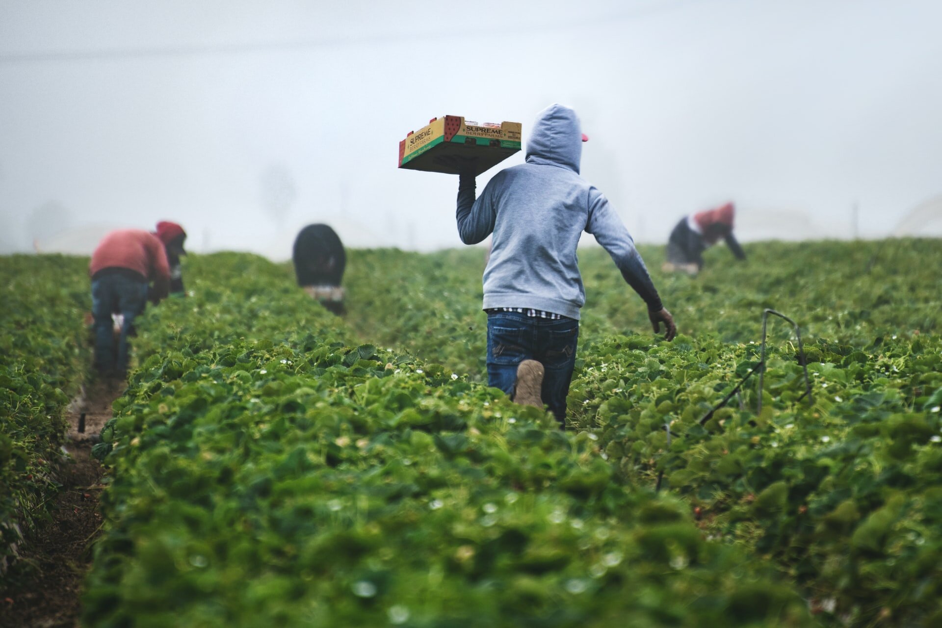 Image description: A farmworker wearing long pants and a hooded sweatshirt runs between rows in a field carrying a full pallet of strawberries. Other workers are bent over in the background harvesting. Image credit: Tim Mossholder.