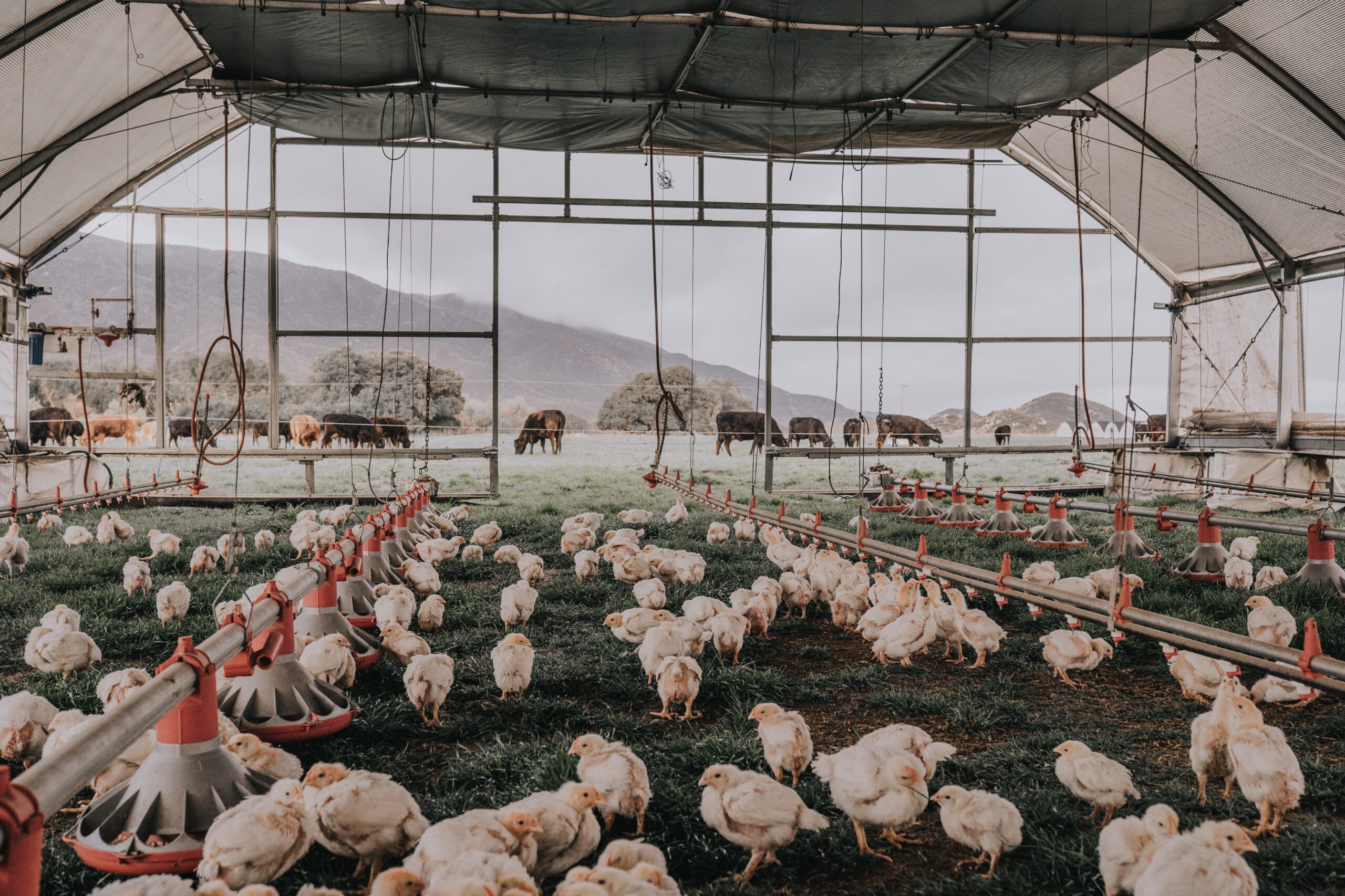 II. Understanding the Role of Hens in Regenerative Agriculture